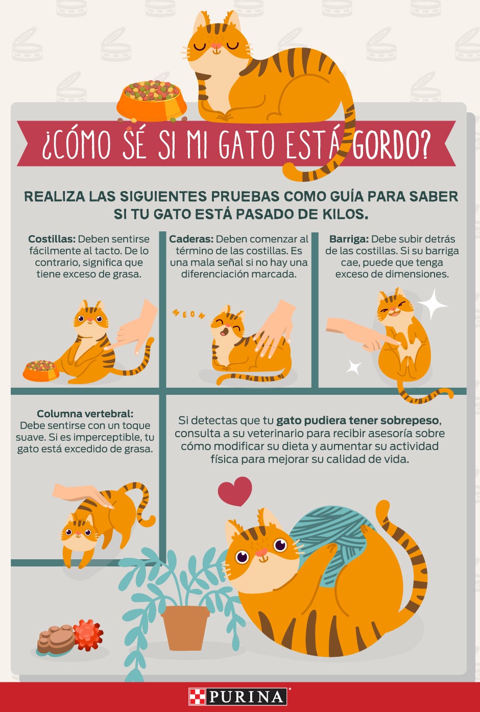 Purina-gato-gordo.jpg