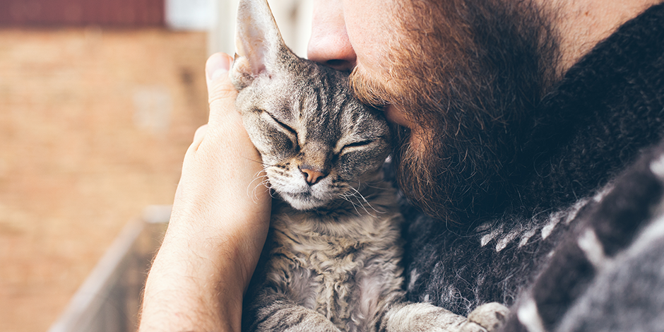 Purina-tipos-de-premios-para-gatos-como-elegir-el-adecuado-nota02.png