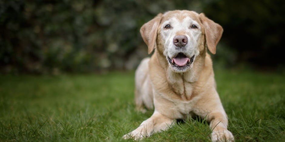 purina-alimento-para-perros-adultos-mayores_0.jpg