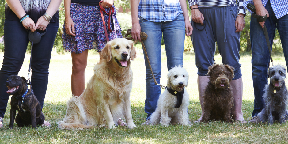 purina-brand-buenas-practicas-y-tips-de-adiestramiento-canino-nota-01.png