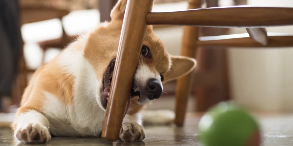 purina-brand-por-qué-mi-perro-muerde-todo-nota-01.jpg