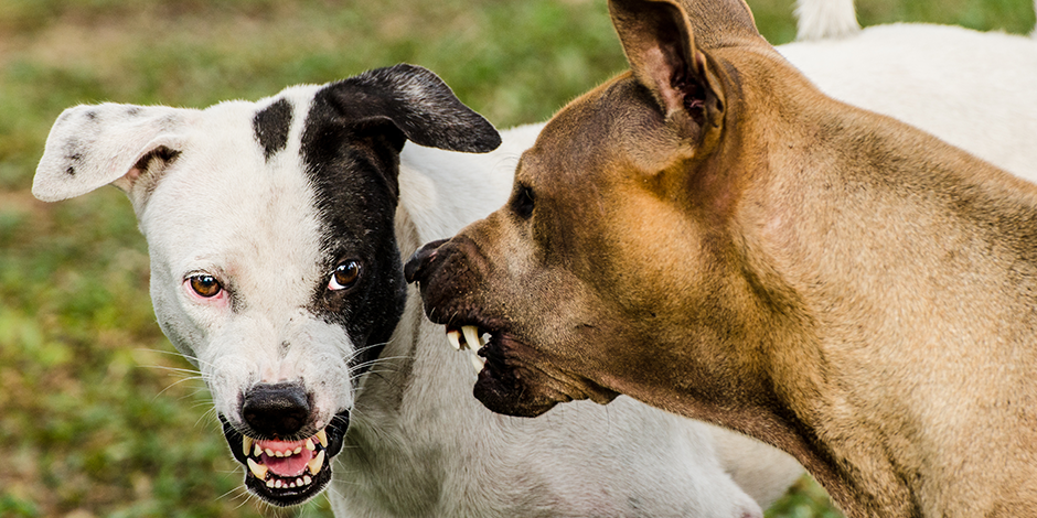 Purina-mitos-y-realidades-de-la-rabia-en-perros-nota03.png