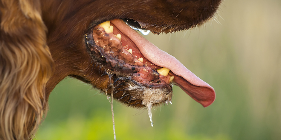 Purina-mitos-y-realidades-de-la-rabia-en-perros-nota04.png