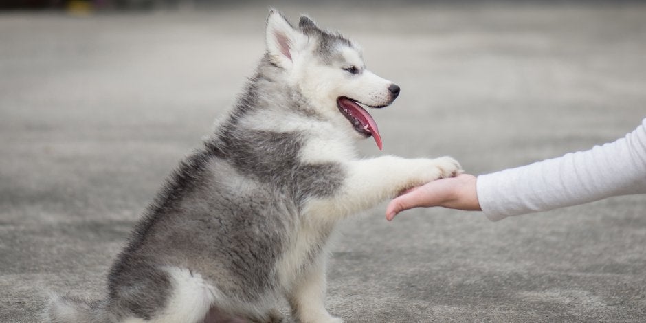 purina-nombres-para-perritas-hembras-07 (1).jpg