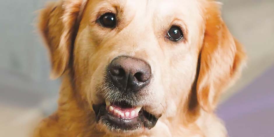 Cuánto vive un perro labrador. Descubre aquí cuanto vive un perro como este senior de raza labrador, color beige, con marcas de edad junto al hocico.