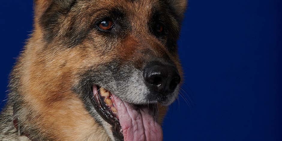 Cuánto vive un perro pastor alemán. Conoce cuánto vive un perro como este pastor alemán adulto, con la lengua afuera, de color ocre y con marcas de la edad en el hocico.