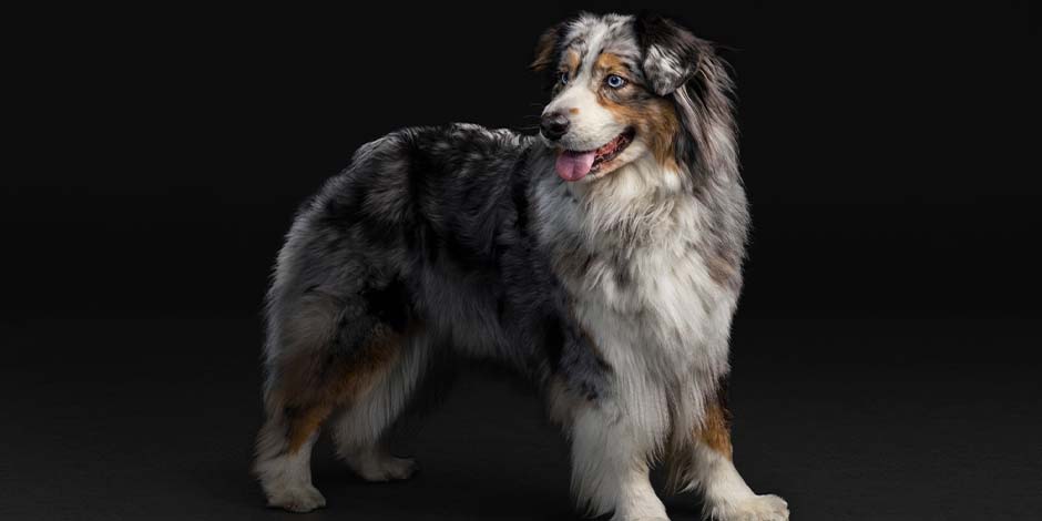 Cuánto vive un perro pastor australiano. ¿Sabías cuánto viven los perros, como este Pastor australiano senior de colores negro, blanco y marrón y con marcas de la edad en el hocico? Toda la información aquí.