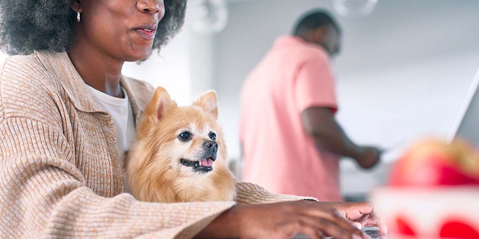 Cuánto vive un perro pomerania. Mujer compartiendo junto a su mascota senior, un ejemplar de pomerania, color amarillo, famoso por tener mayor longevidad que otras razas. Entérate de cuánto vive un perro de este y otros linajes en este artículo.