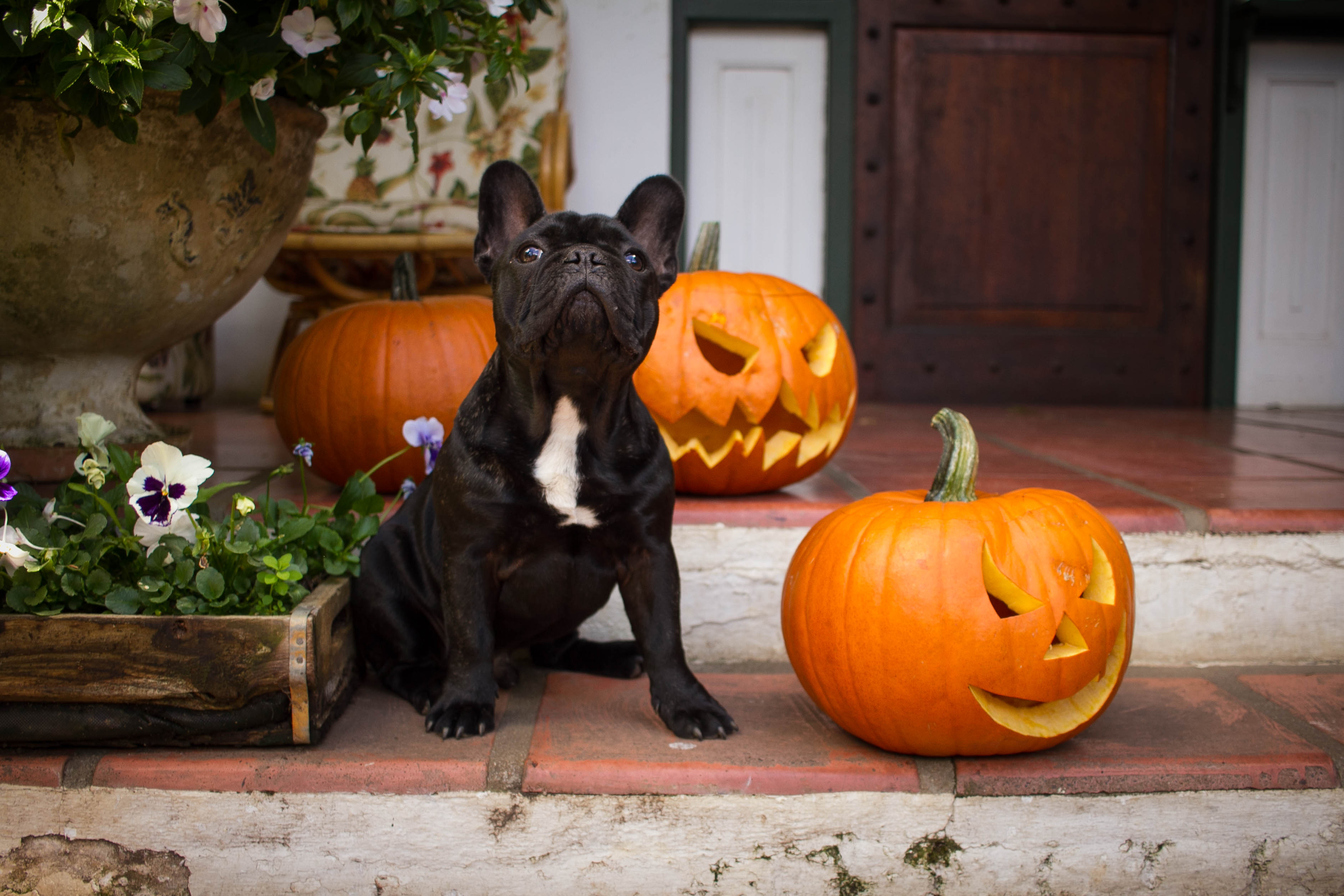 Disfraces para perro-bulldog francés. Disfraces para perro como este bulldog francés, color negro y de pecho blanco, sentado junto a unas calabazas de decoración para Halloween.
