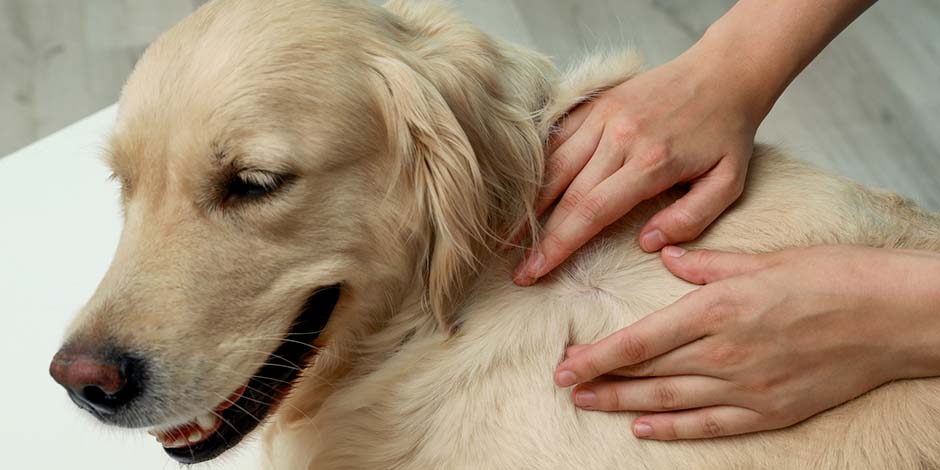 Indicación para mover el pelaje para el uso de las pipetas para perros. Manos adultas manipulando el pelo de golden retriever adulto, color beige, para hacer uso de la pipeta para perros.