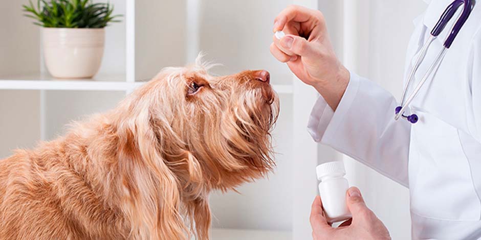 Método de desparasitación alterno a las pipetas para perros. Veterinario dando a su paciente un método de desparasitación diferente a la pipeta para perros.