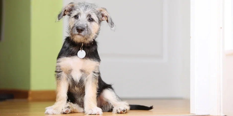 Perro criollo sentado Perro criollo pequeño sentado. Ojos marrones, de pelaje color beige y pecho negro, con un dije plateado colgando de su cuello.