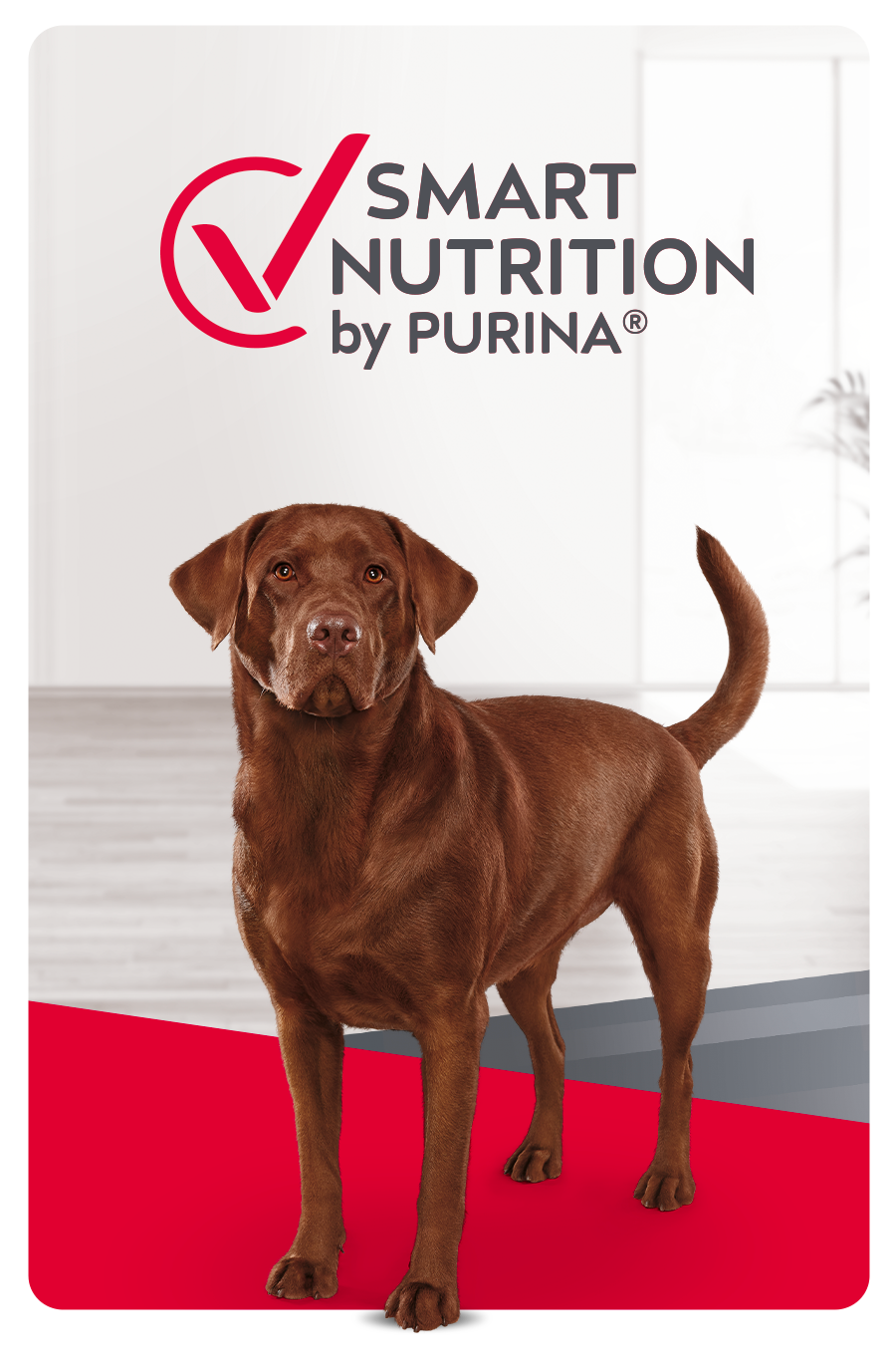Alimento para perro Alimento para perro