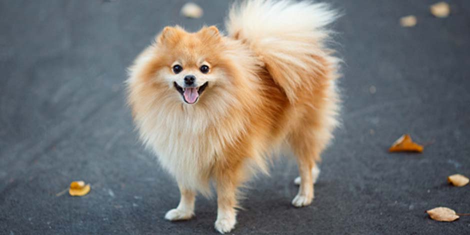 Raza de perros pequeños pomerania Razas de perros pequeños como este pomerania color dorado, sonriente en medio de la calle junto a varias hojas caídas durante el otoño.