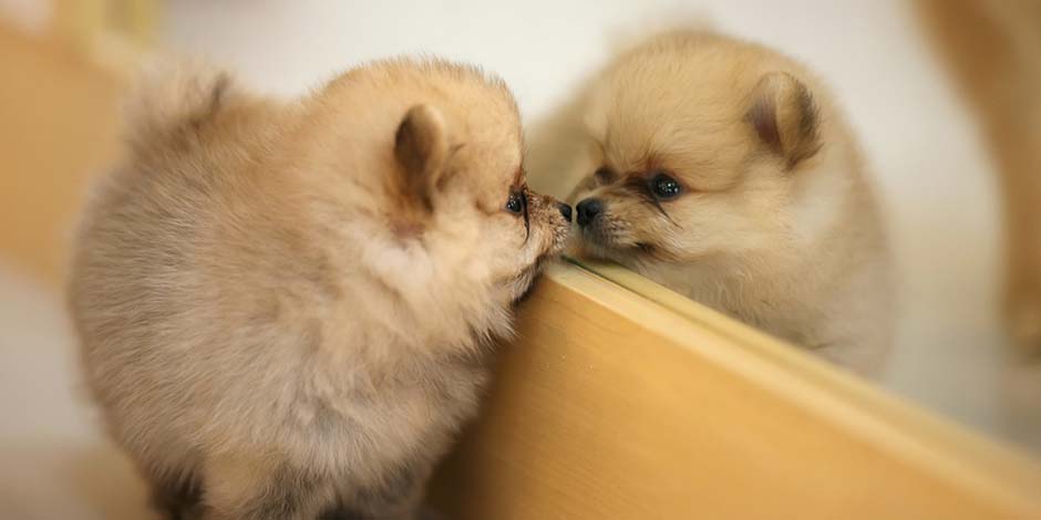 Razas pequeñas de perros. Razas pequeñas de perros como este cachorro de pomerania, de pie mirándose en un espejo.