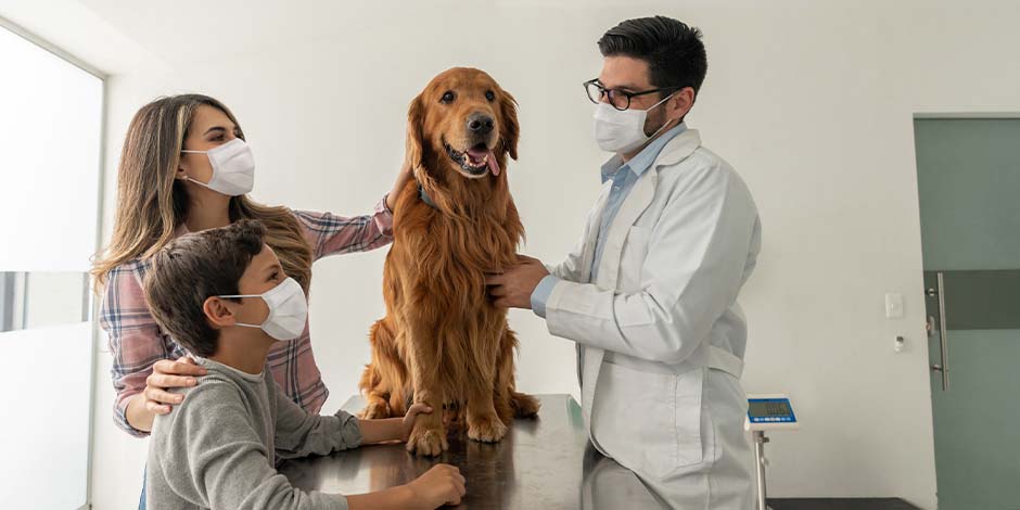 Vacunas para tus perros adultos. Familia con tapabocas acompañando a su mascota golden retriever en el veterinario, para su control de vacunas para perros adultos.