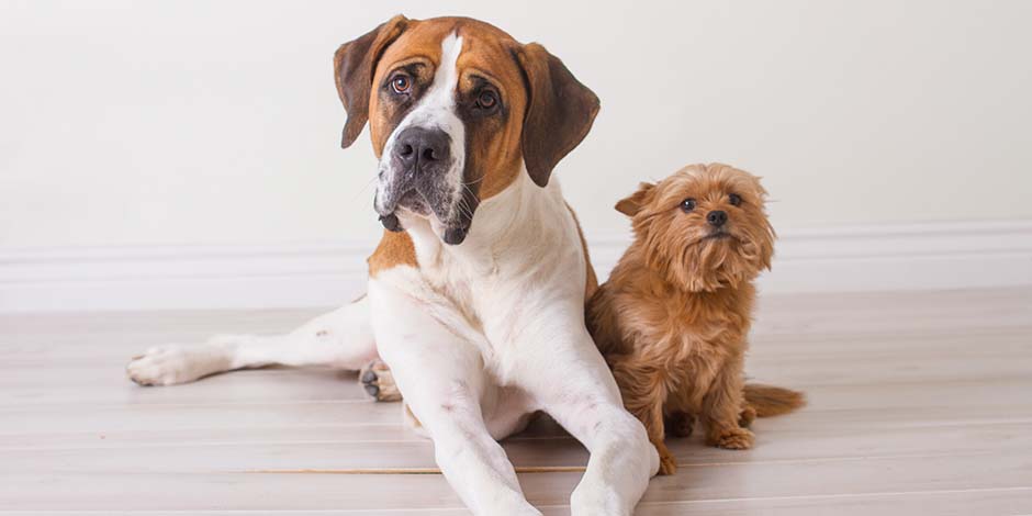 Razas de perros grandes – Boxer Un ejemplar joven de una de las razas de perros grandes como es el bóxer, comparado con este yorkshire adulto.