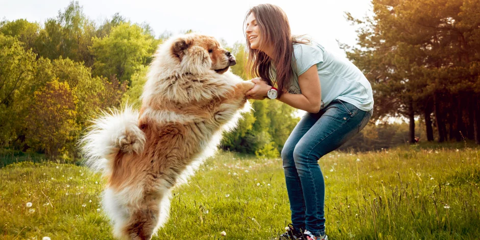 Razas de perros grandes – Chow chow Un ejemplar de chow chow con su dueña, mostrando porqué esta es una de las razas de perros grandes.