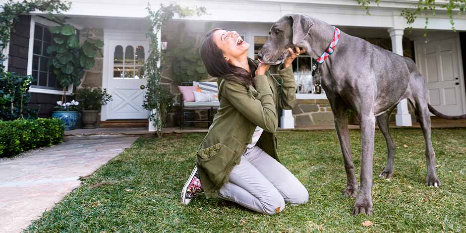 Razas de perros grandes – Gran danés Comparativa de gran danés junto a su ama demostrando por qué pertenece a una de las razas de perros grandes.