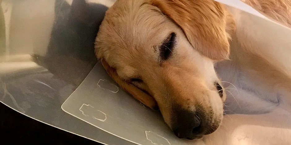 Collar isabelino - Cono para perros Este retriever lleva puesto un cono para perros o collar isabelino. Cuida a tu mascota y evita que se hiera a sí misma