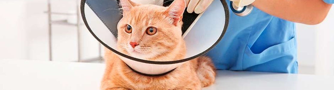 Collar isabelino Este gatito cuenta con un collar isabelino, importante para su cuidado. Aprende más de este elemento acá