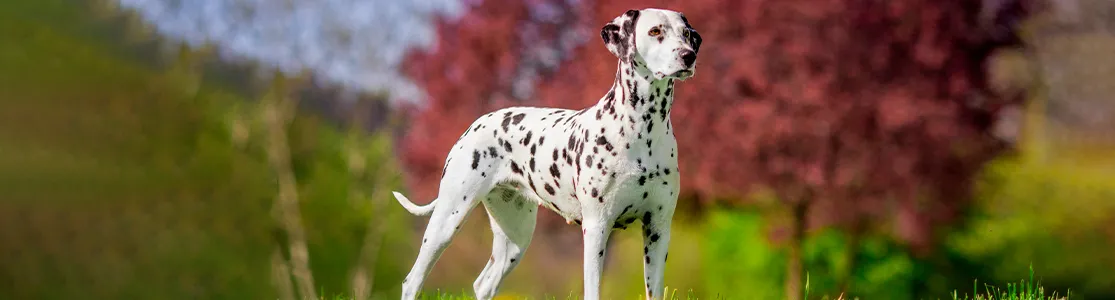 Razas de perros grandes – Dálmata grande. Razas de perros grandes como este enorme dálmata adulto de pie.