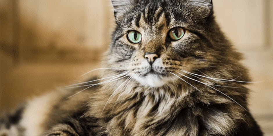 Vacunas para gatos – condiciones para postergar Las vacunas para gatos son necesarias, pero hay condiciones que pueden postergar la aplicación. Presta atención a las señales.
