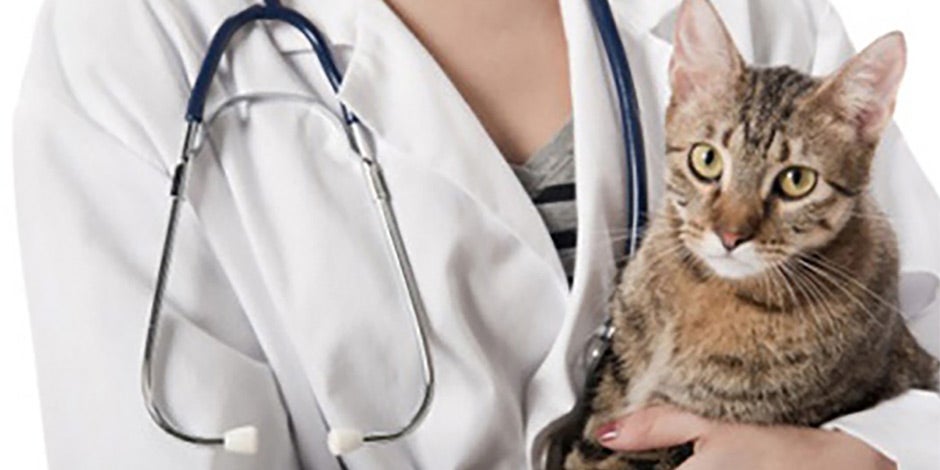 Vacunas para gatos – plan de vacunación Las vacunas para gatos son claves para darles bienestar a las mascotas. Conoce y cumple con su plan de vacunación.