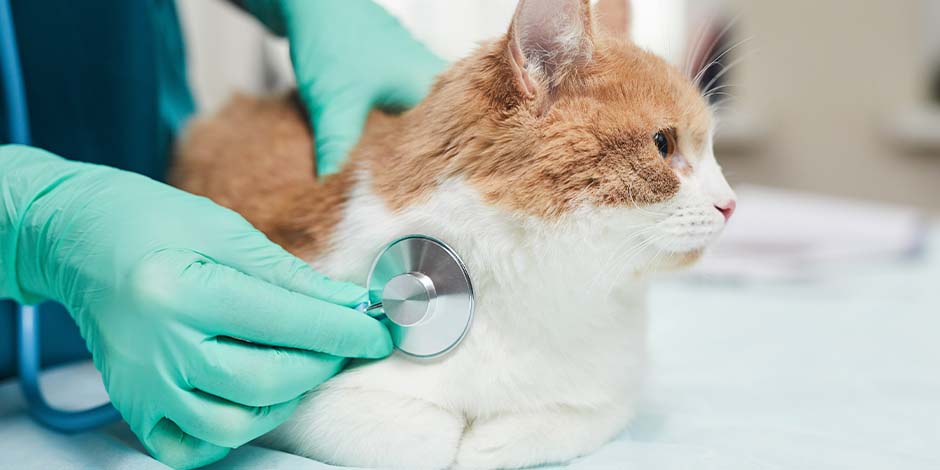 Vacunas para gatos - Refuerzo Algunas vacunas para gatos, para tener mayor eficacia, deben contar con refuerzos. Asesórate con tu veterinario sobre las frecuencias y dosis.