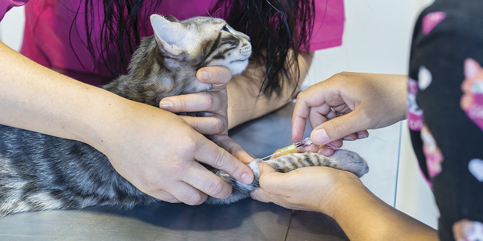 Vacunas para gatos-Vacunación Las vacunas para gatos se aplican desde que es cachorro y le darán las bases para su salud durante toda su vida.