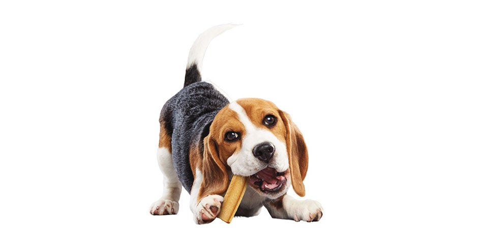 Alimentos adecuados para limpieza dental en perros