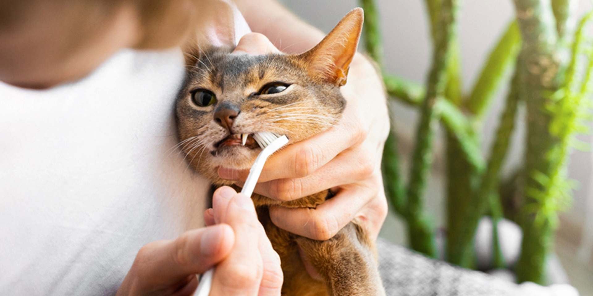Dientes de leche en gatos Dientes de leche en gatos