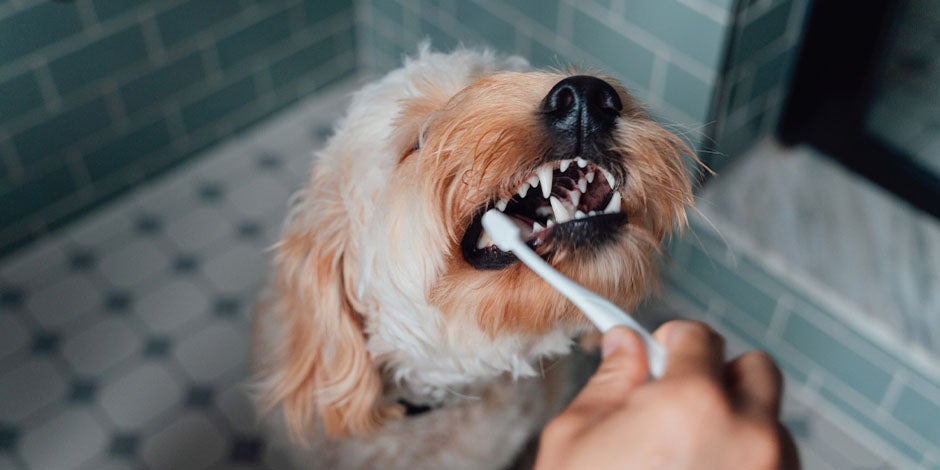 Limpieza dental perros, Cómo hacerlo
