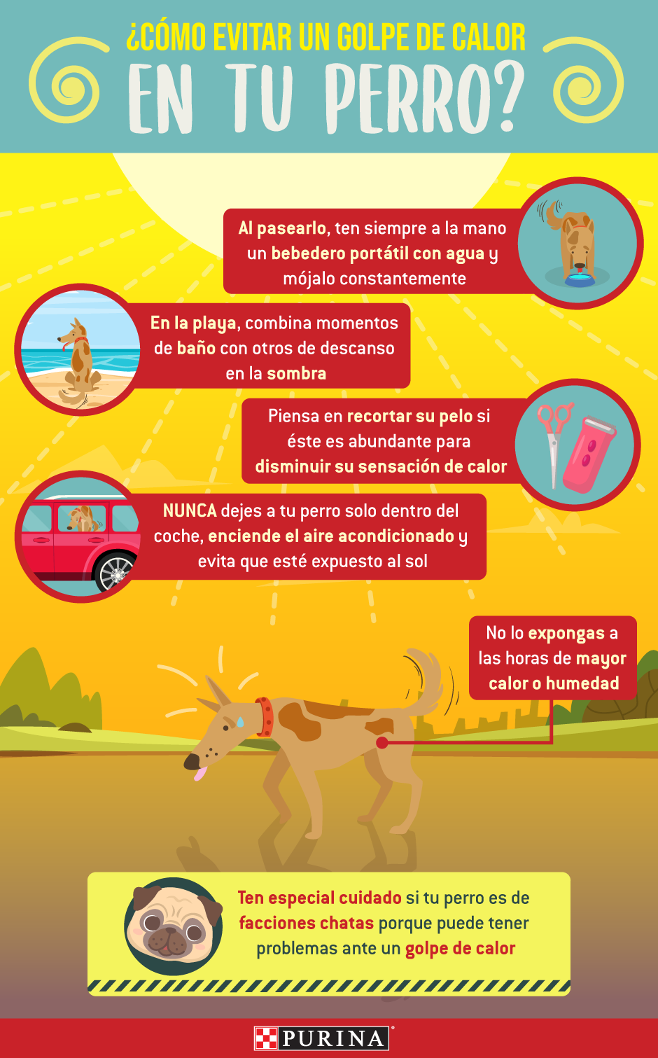 Purina-como-evitar un golpe de calor en tu perro Purina-como-evitar un golpe de calor en tu perro