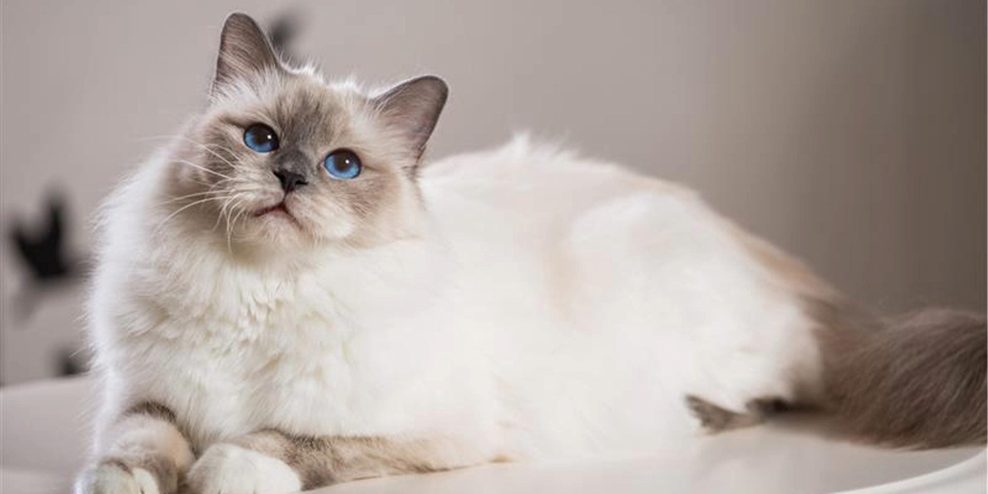 Raza de gato Birmano Raza de gato Birmano