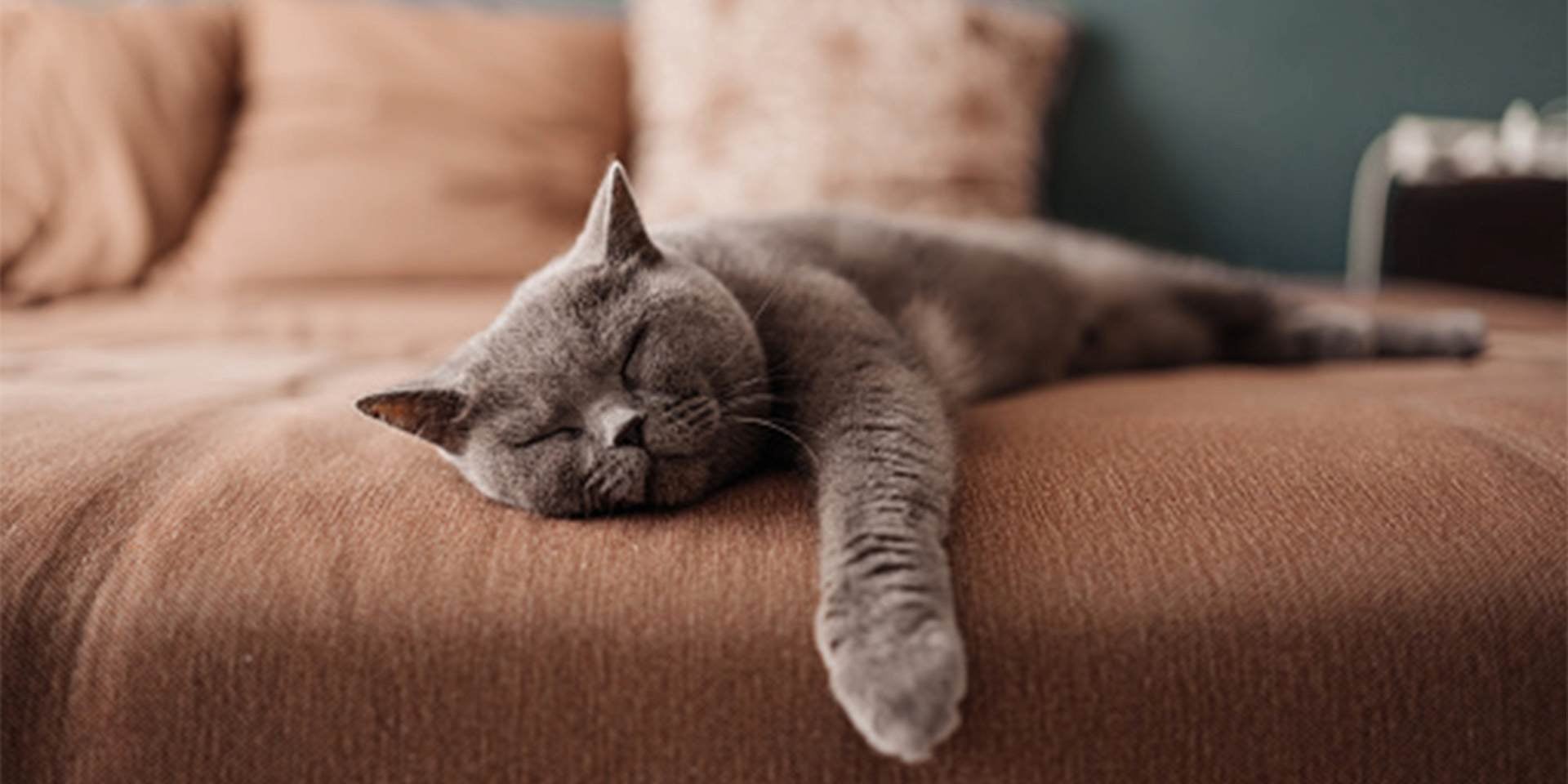 Raza de gato British Shorthair Raza de gato British Shorthair