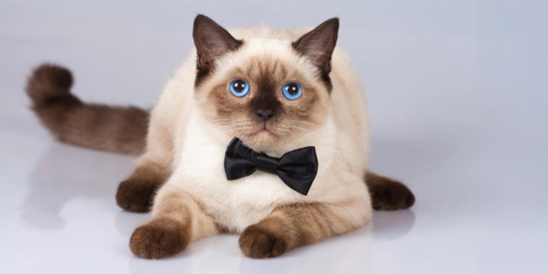 Raza de gato Siamés Raza de gato Siamés