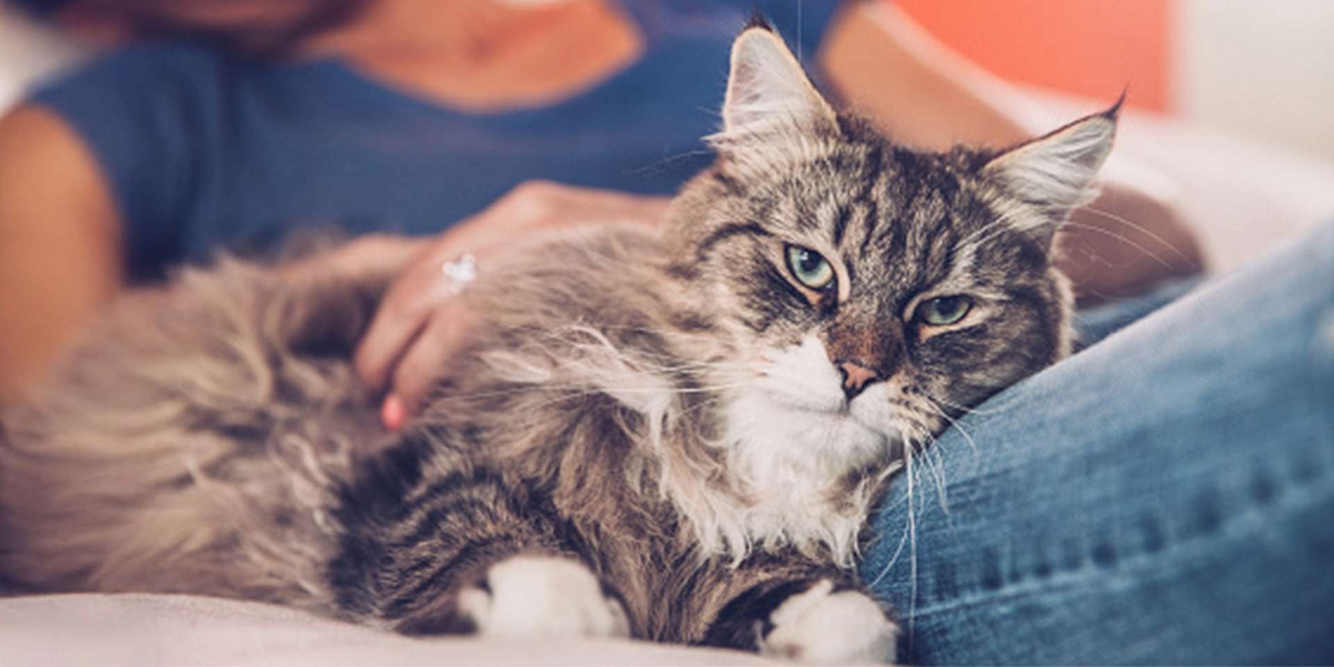 Raza de gato Siberiano Raza de gato Siberiano