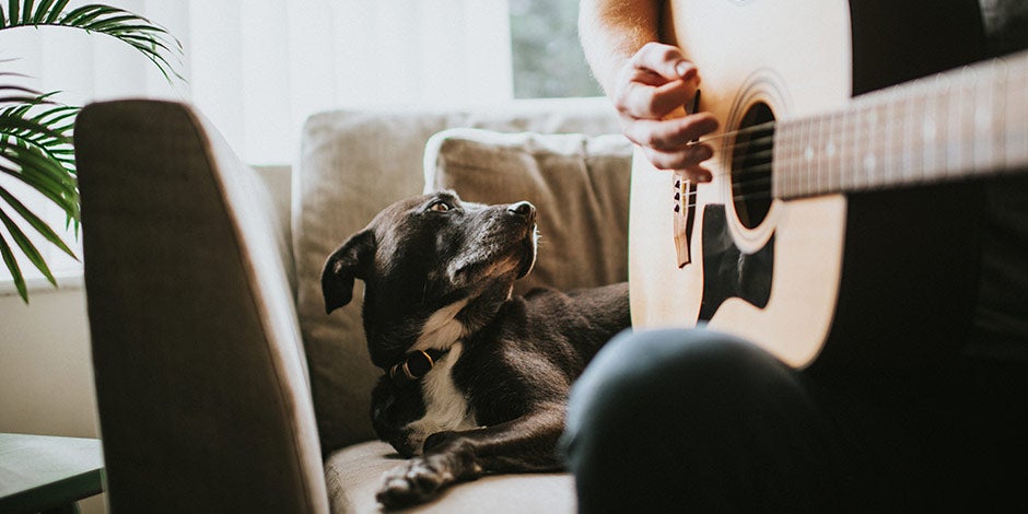 Tocando música relajante para perros