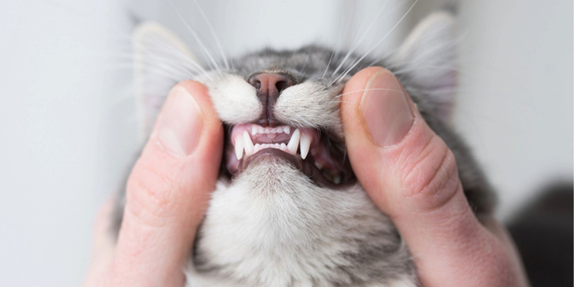 cambio de dientes en gatos cambio de dientes en gatos