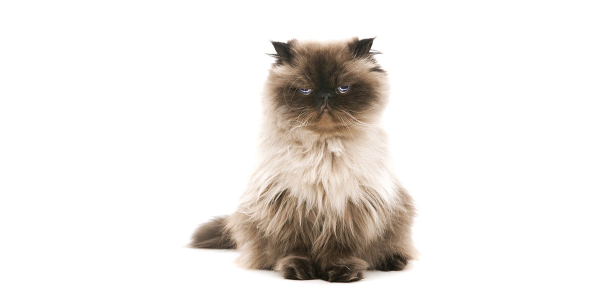 Raza de gato persa Raza de gato persa