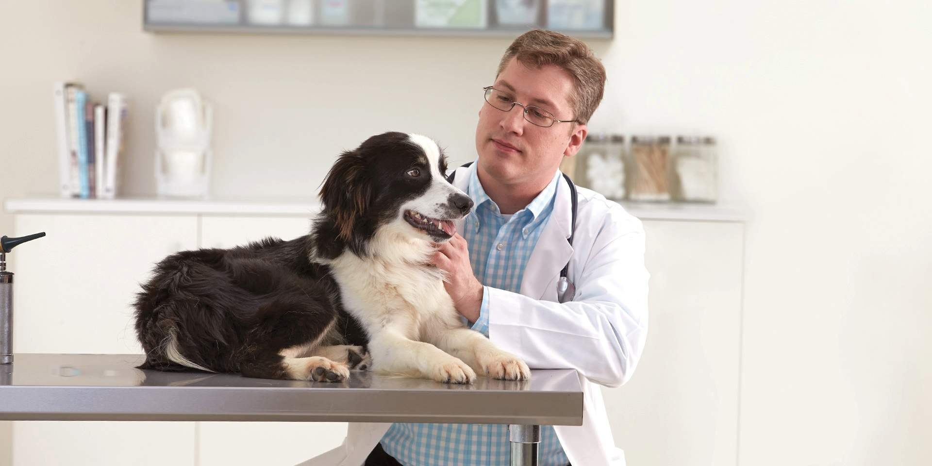 Enfermedades de los perros cachorros