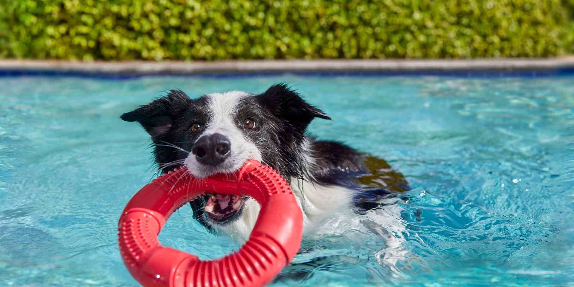 Tips para ir a la playa con perros