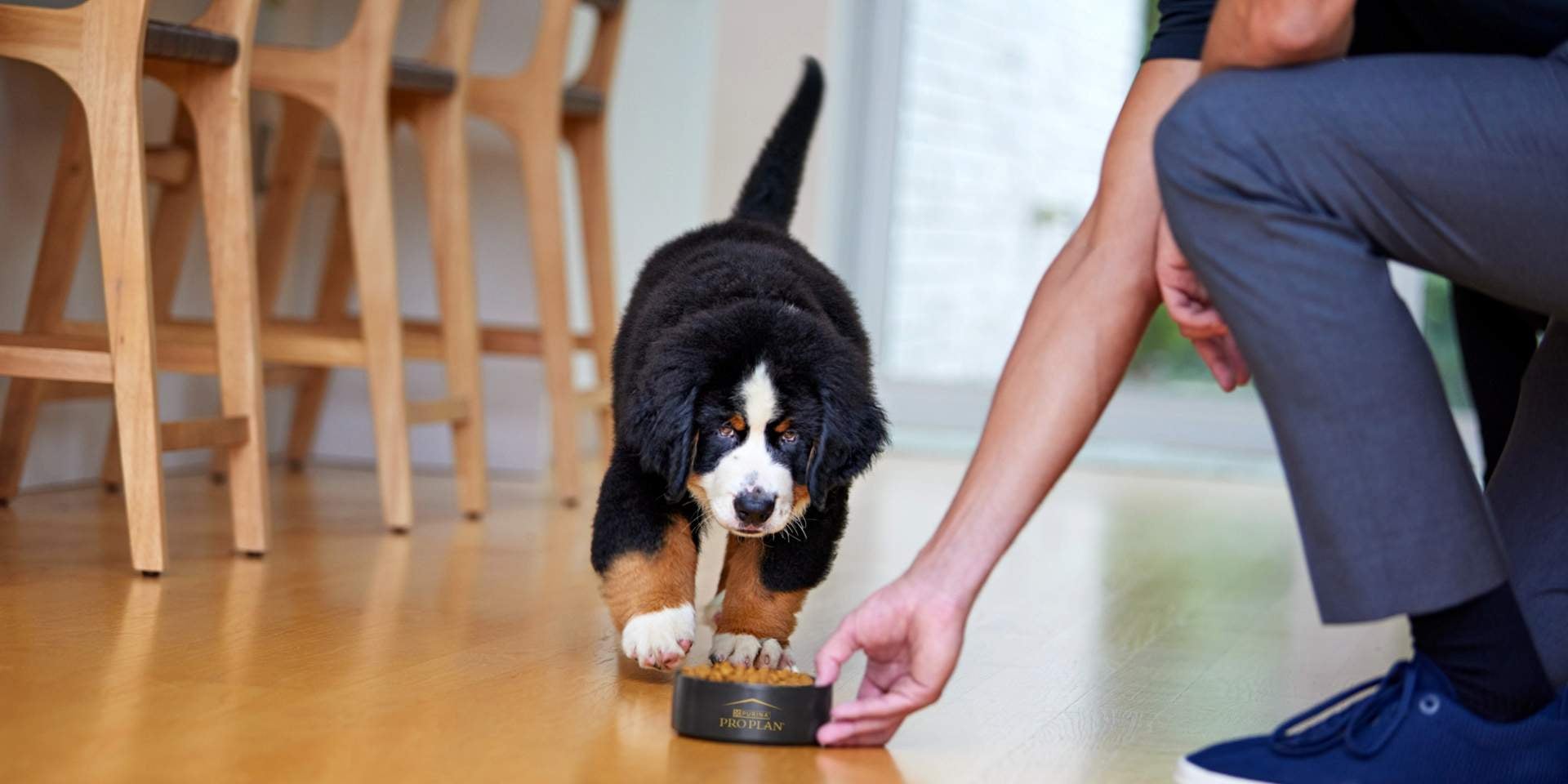 diarrea en perros cómo tratarla