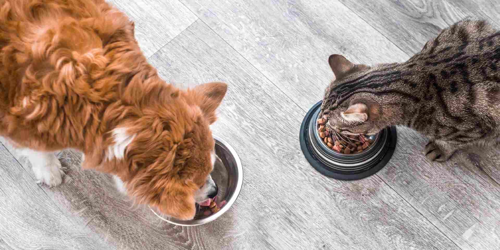 Cambio de alimento en perros y gatos