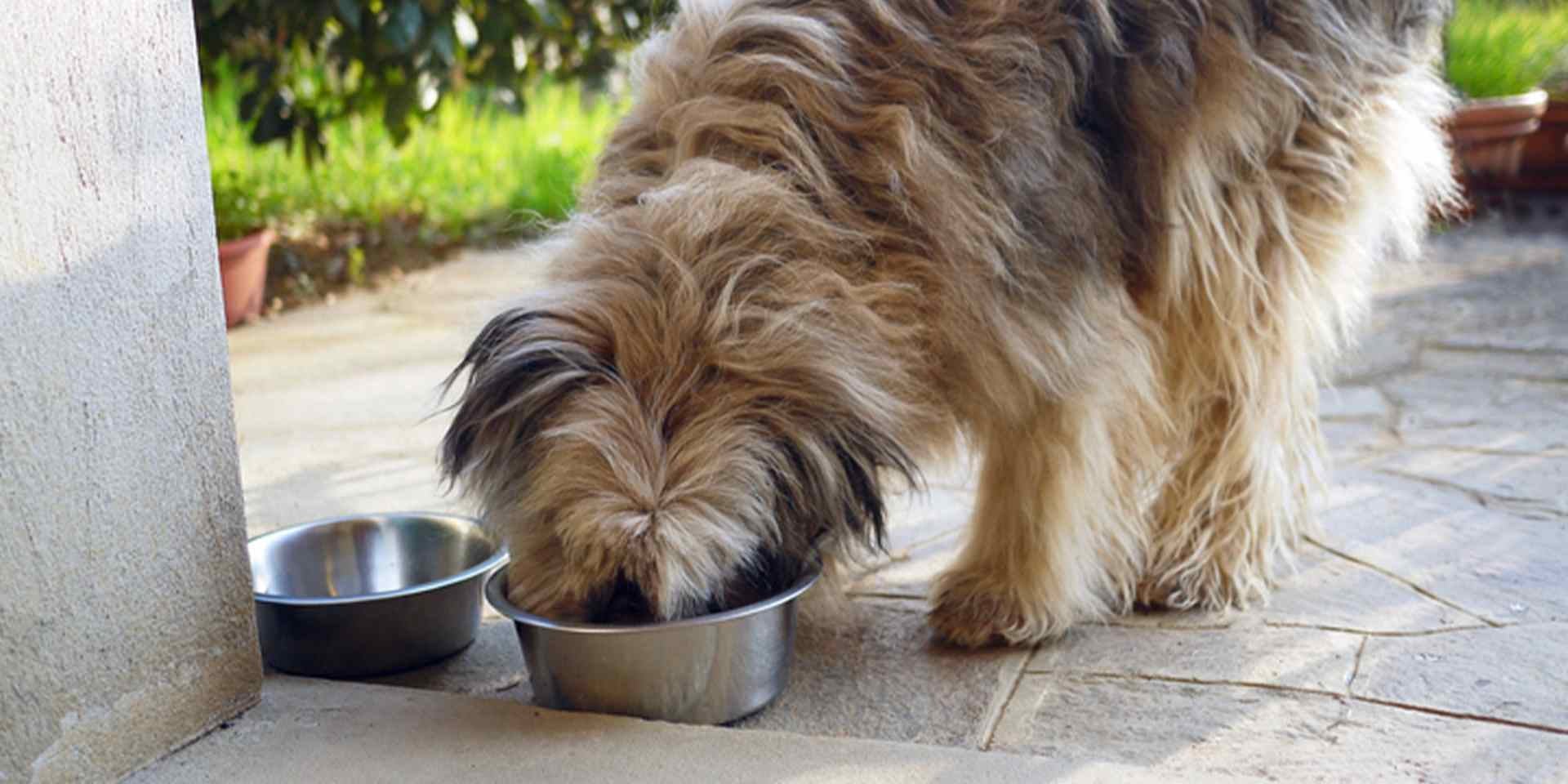 Mi perro no quiere comer. Mascota alimentándose de su plato metálico.