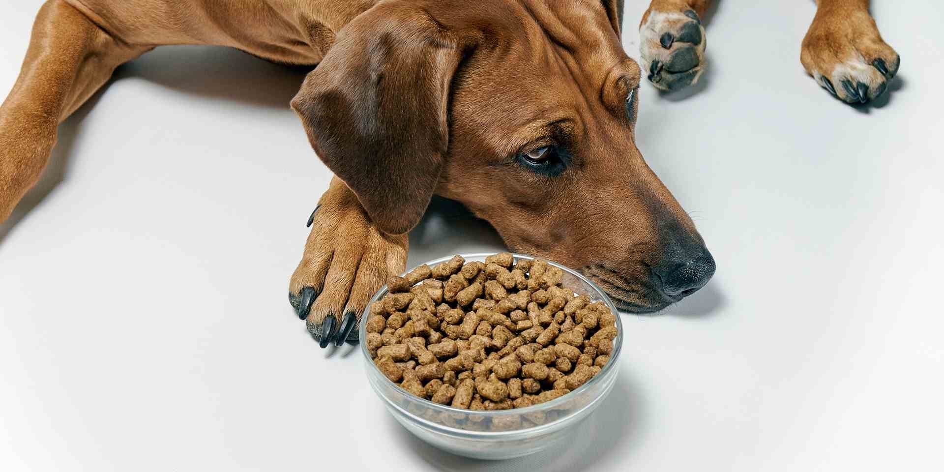 Cachorro sin apetito junto a su plato de comida. Mi perro no quiere comer.