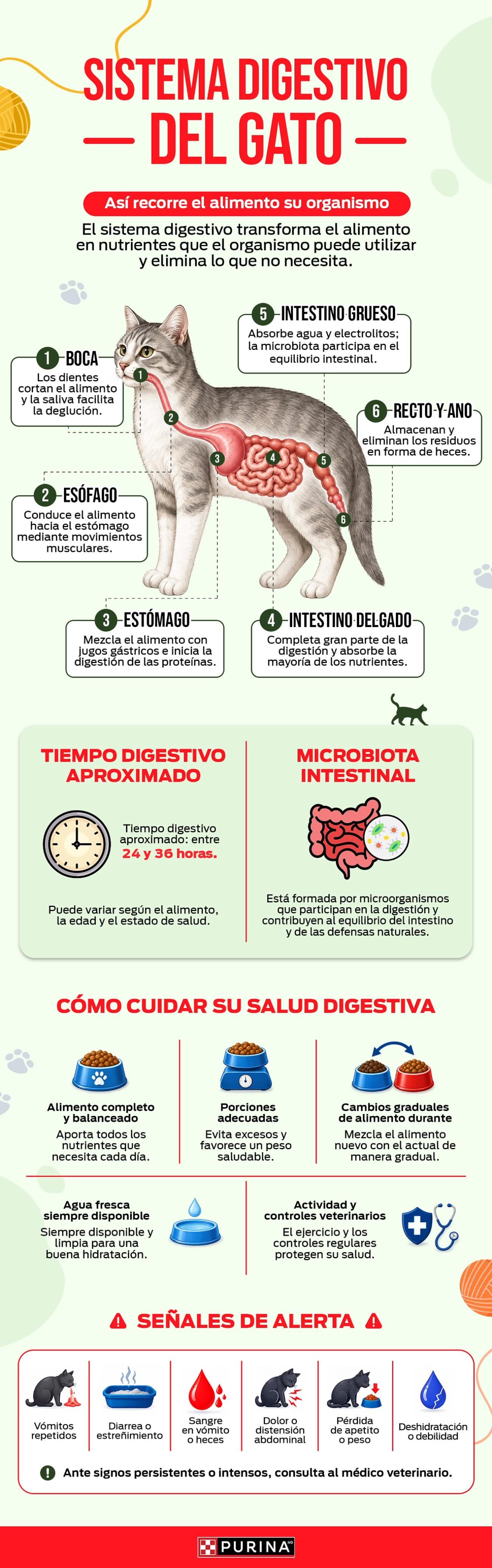 Infografía del sistema digestivo del gato con el recorrido del alimento desde la boca hasta su eliminación.