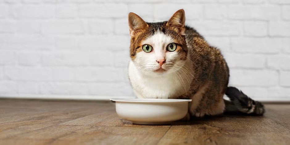 Gato adulto sano junto a su plato de alimento.