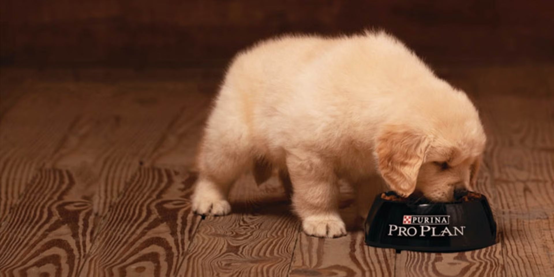 En PRO PLAN® encuentras el tipo de alimento para perros cachorros adecuado para ellos, balanceado y completo.